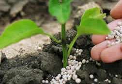 "Ureia Adubo: Nutrição Essencial para o Crescimento Vegetal. #PlantasSaudáveis"